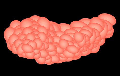 Illustration of salivary glands